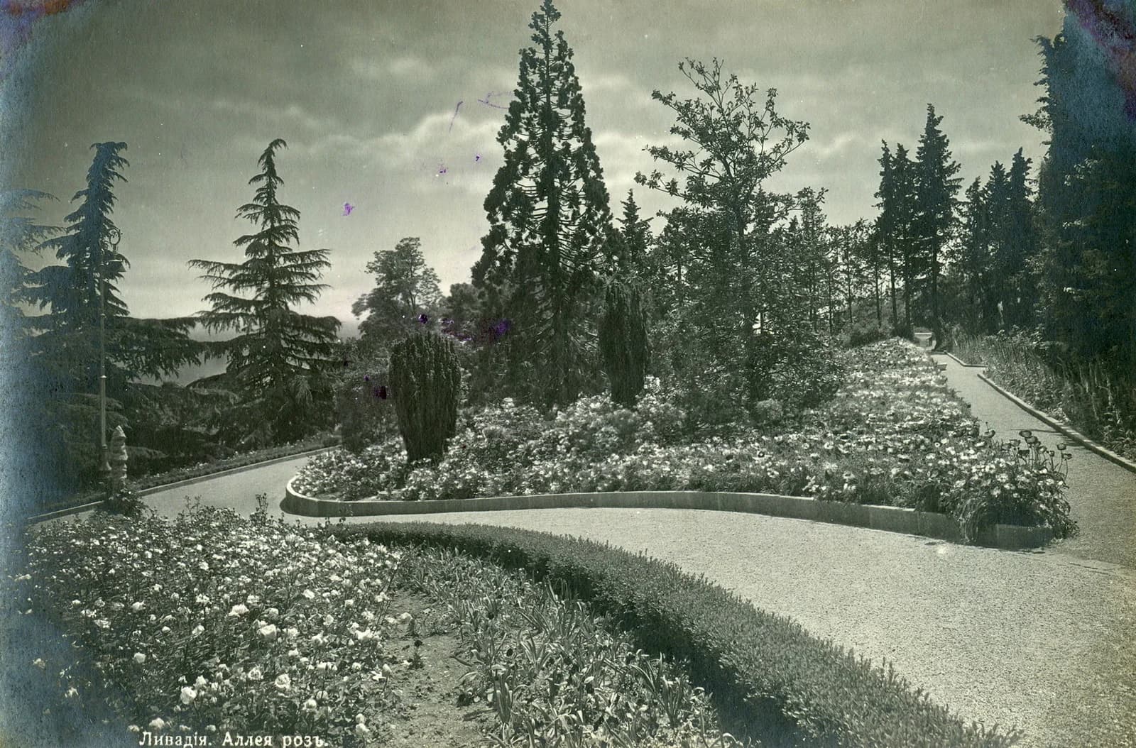 Ялта, Ливадия Аллея роз в Ливадийском дворце 1912 год