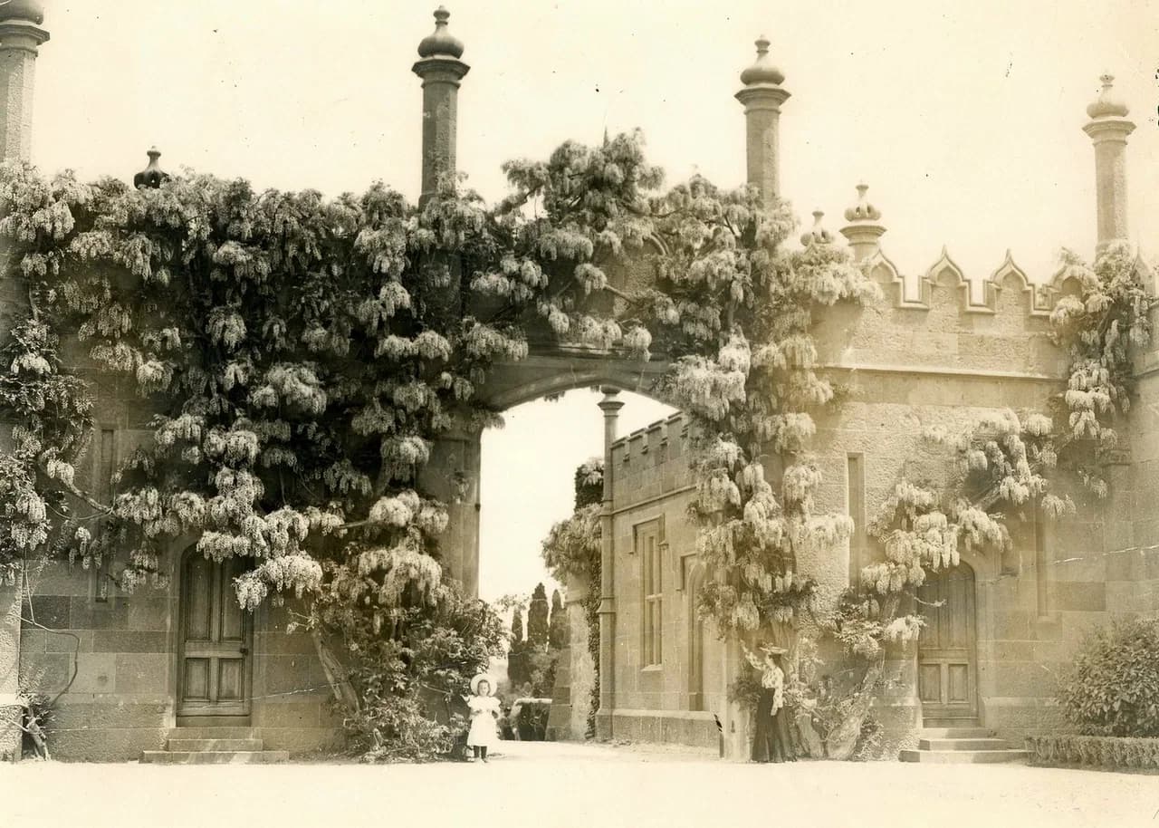 Алупка. Цветущая глициния у дворца. 1890 года.