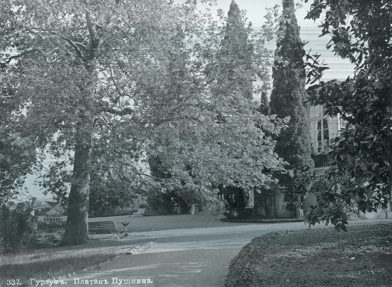 Гурзуф. Платан Пушкина. 1900 года.