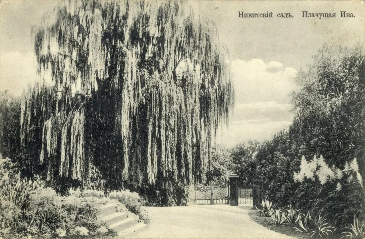 Никитский сад. Плачущая ива. 1900 года.
