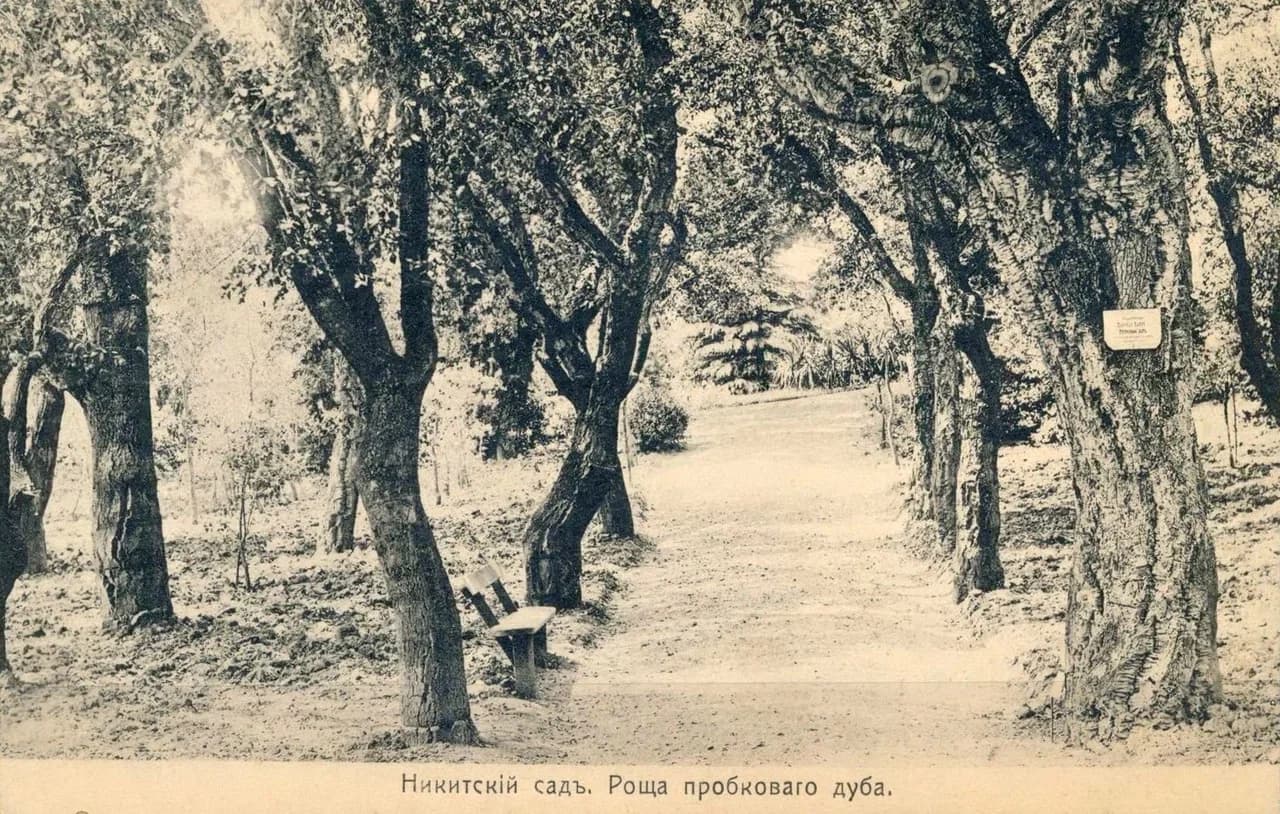 Никитский сад. Роща пробкового дуба. 1905 года.