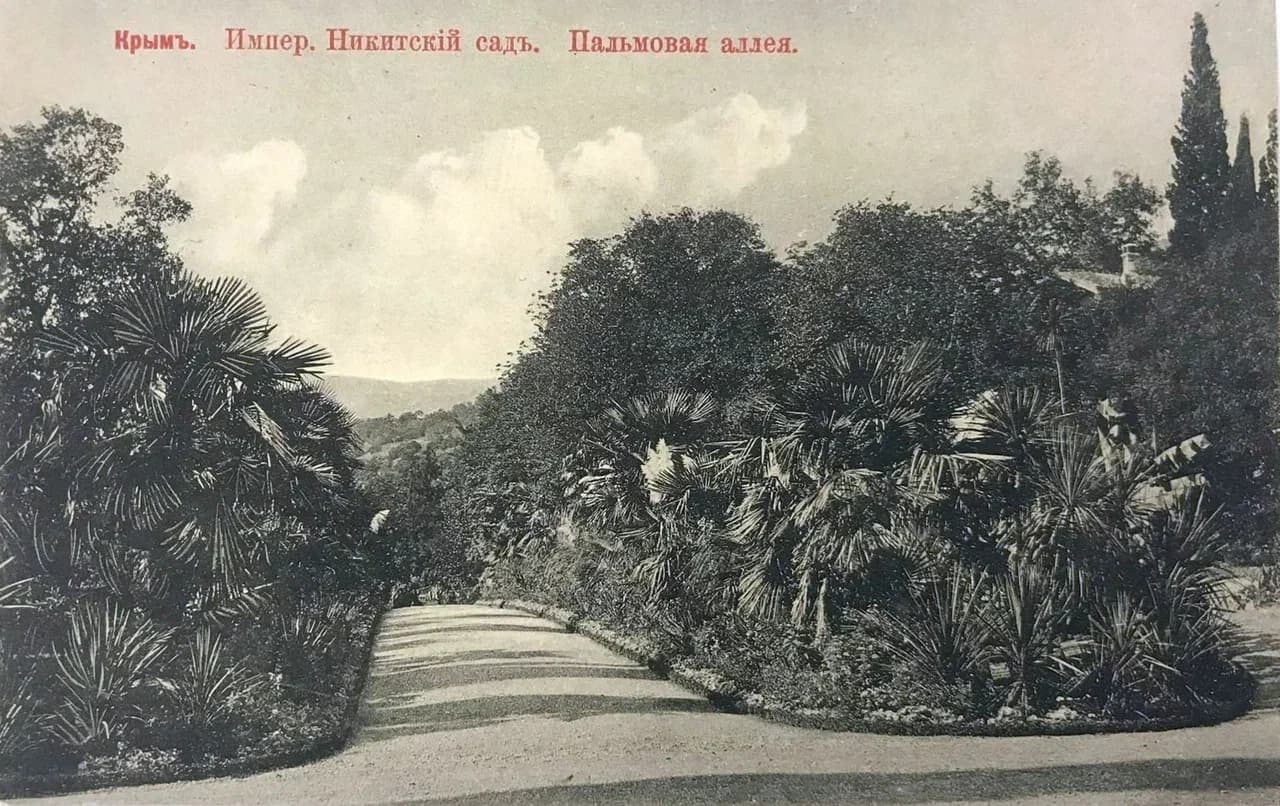 Никитский сад. Пальмовая аллея. 1905 года.