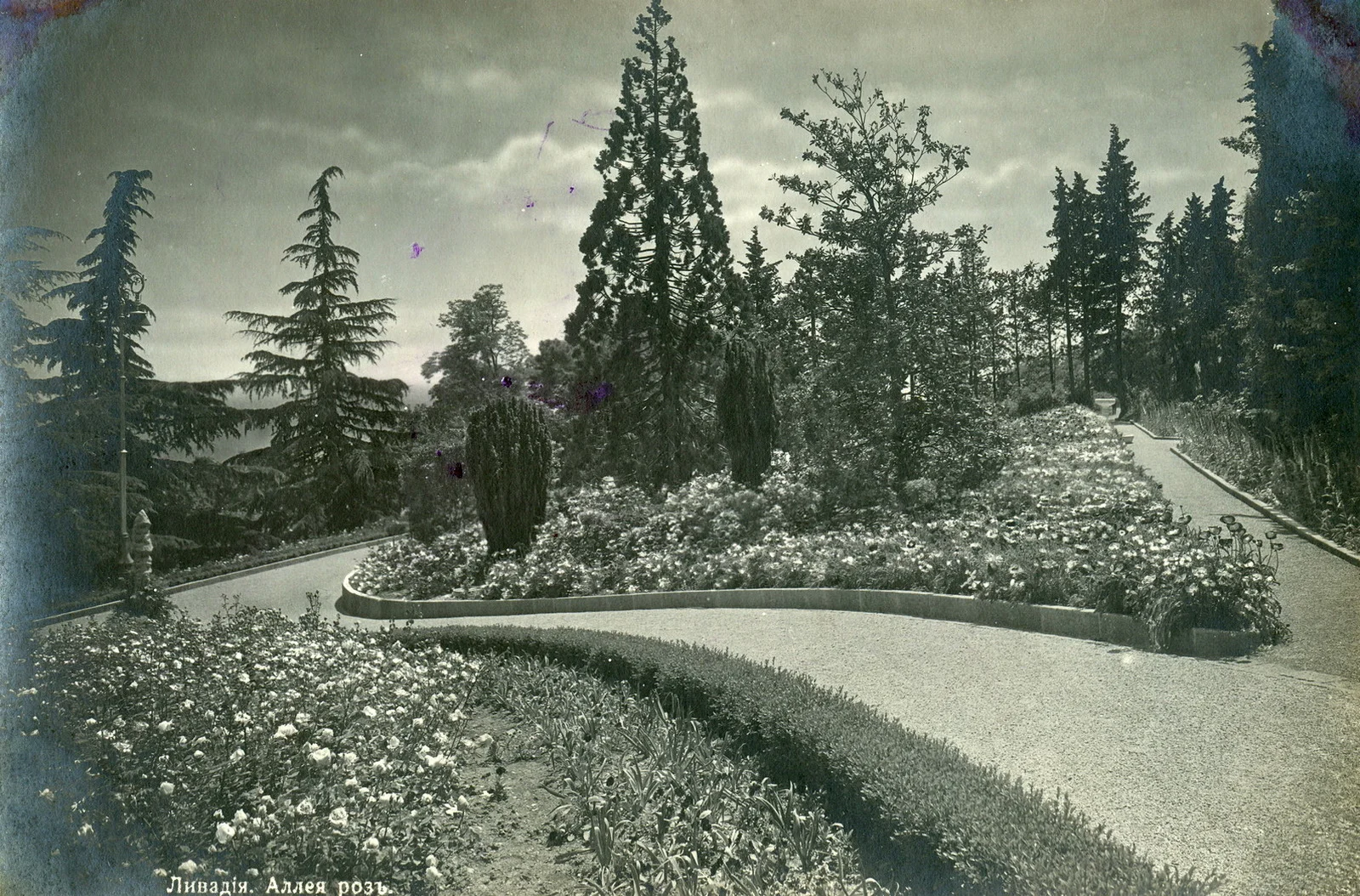 Ялта, Ливадия Аллея роз в Ливадийском дворце
