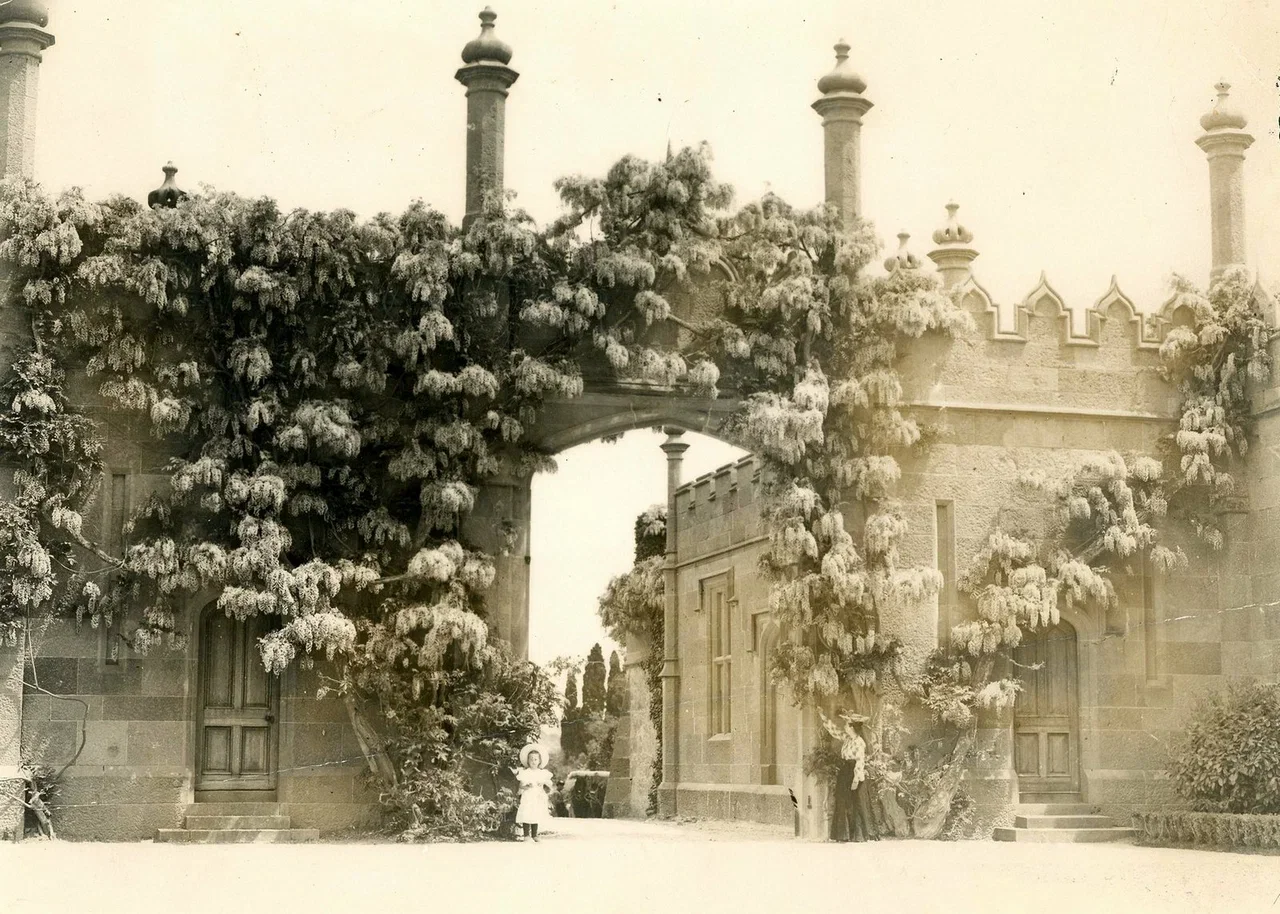 Алупка. Цветущая глициния у дворца