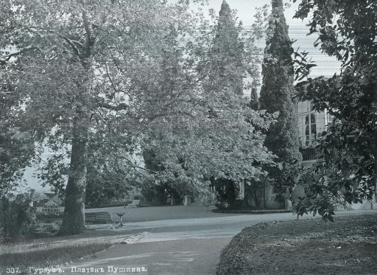 Гурзуф. Платан Пушкина.