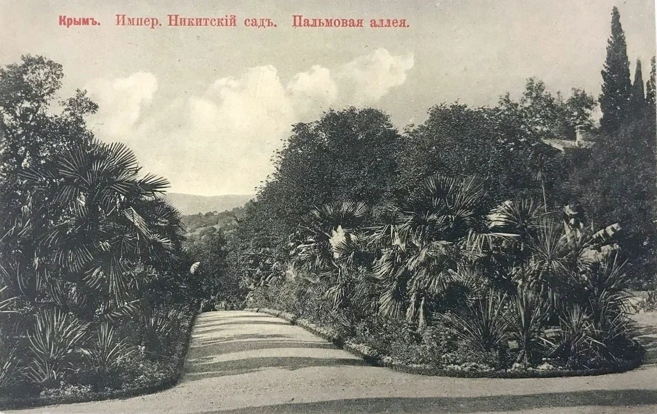 Никитский сад. Пальмовая аллея.